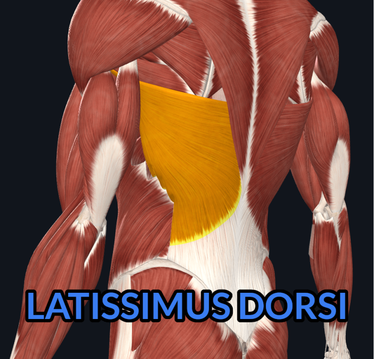 Latissimus Dorsi