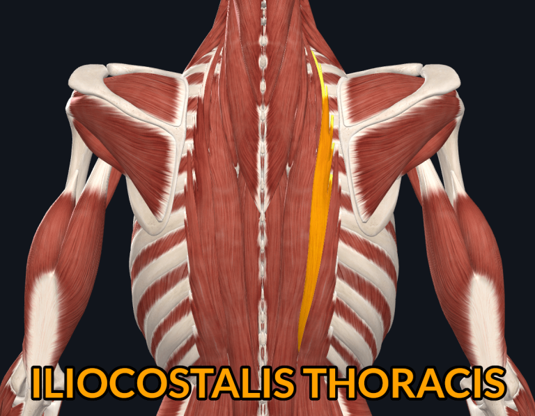 Iliocostalis Thoracis