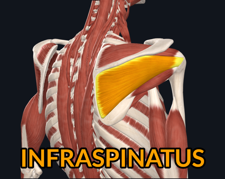 Infraspinatus