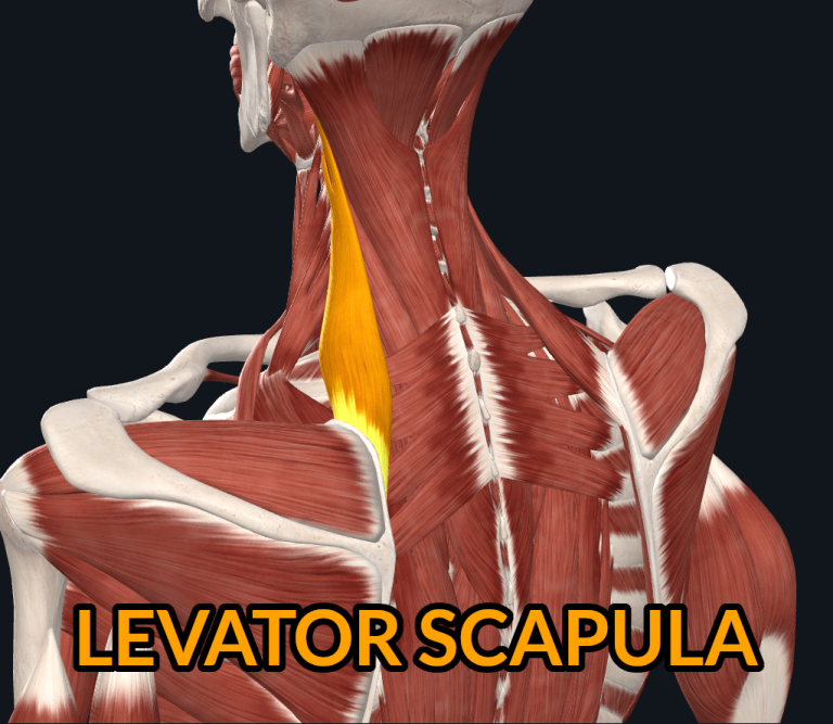 Levator Scapula