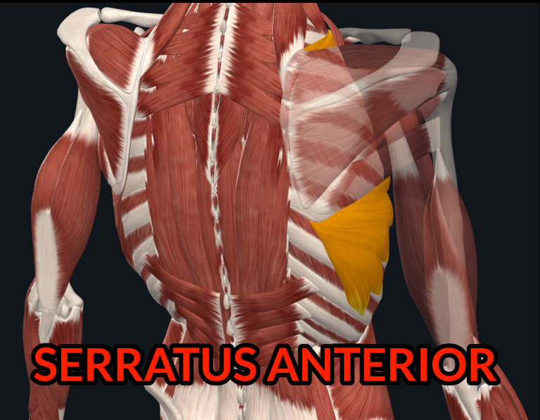 Serratus Anterior