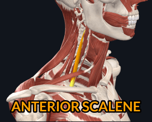 Anterior Scalene