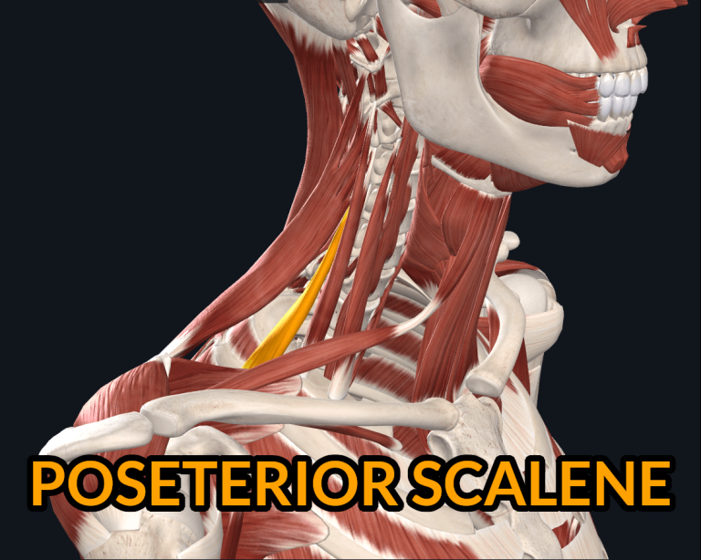 Posterior Scalene